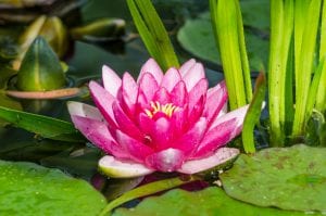 Lotus Flower