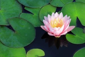 Water Lily Flower